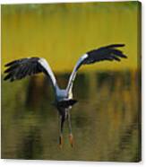 Flying Wood Stork Canvas Print