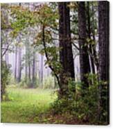 Foggy Autumn Morning In The Croatan National Forest Canvas Print