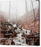 Foggy Morning In A Deciduous Forest Canvas Print