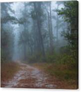 Foggy Morning In The Pines Canvas Print