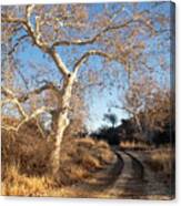 Follow The Road By The Sycamore Tree Canvas Print