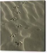 Footprints Canvas Print