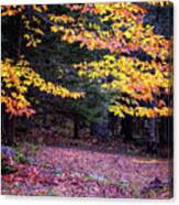 Forest Colors Canvas Print