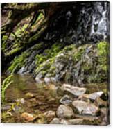Forest Falls Canvas Print