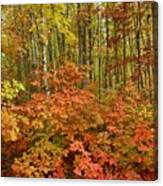 Forest Of Color Canvas Print
