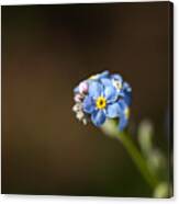 Forget Me Not Cluster Canvas Print