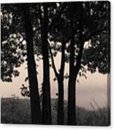 Four Trees Toned Canvas Print