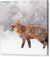 Fox In The Snow Series- Red Fox In A Snow Storm Canvas Print