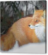 Fox In The Woods Canvas Print