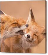 Fox Love Series - Fox Kiss Canvas Print