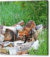Fox In The Woodpile Canvas Print