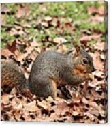 Fox Squirrel In Autumn Leaves Canvas Print