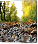 Freak Of Nature In Czech Road In Forest Canvas Print