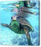 Friendly Hawaiian Sea Turtle Canvas Print