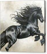 Friesian Stallion Canvas Print