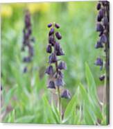 Fritillaria Persica Blues Brothers Flower Canvas Print