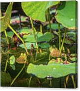 Frogs On Lily Pads 3 Canvas Print