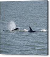 Frolicking Whales Canvas Print