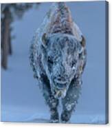 Frosted Bison Canvas Print