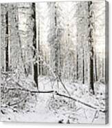 Frozen English Woodland Covered In Snow Canvas Print