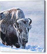 Frozen Bison Canvas Print