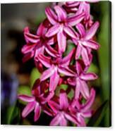 Fuchsia Hyacinth Canvas Print