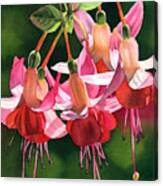 Fuchsia Canvas Print