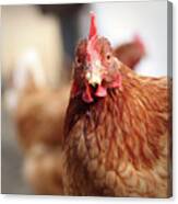 Funny Expression Of Domestic Hen On The Garden Canvas Print