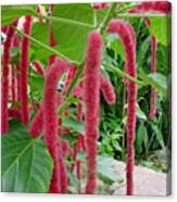 Fuzzy Red Flowers Canvas Print