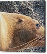 Galapagos Fur Sea Lion Resting In The Sun Canvas Print