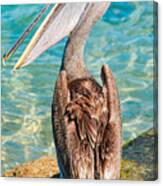 Galapagos Pelican Canvas Print