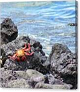 Galapagos Sally Lightfoot Crab Canvas Print