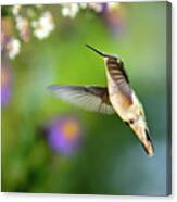 Garden Hummingbird Canvas Print