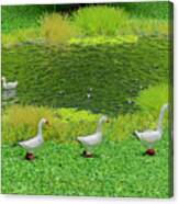 Geese At The Duckpond Canvas Print
