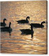 Geese Reflections Canvas Print