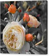 Gently Golden Rose Canvas Print