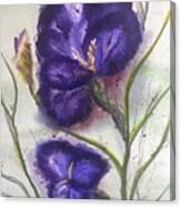 German Bearded Iris Purple In Watercolor And Guoache Canvas Print