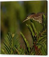 Gh Perched Peering Down Canvas Print