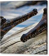 Gharials Chilling Canvas Print