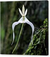Ghost Orchid 3 Canvas Print