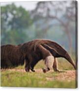 Giant Anteater In Pantanal Canvas Print