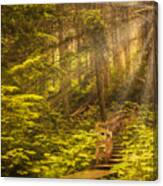 Giant Cedars Canvas Print