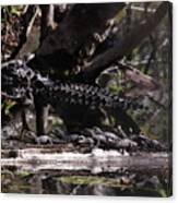 Giant Mama Gator And 12 Tiny Babies Canvas Print