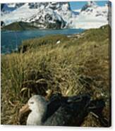 Giant Petrel And Mt Cunningham Canvas Print