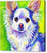 Colorful Cute Longhaired Chihuahua Dog Canvas Print