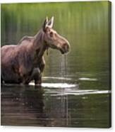 Glacier Moose Canvas Print