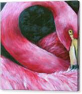 Glance Of The Flamingo Canvas Print