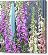 Glorious Foxgloves Canvas Print