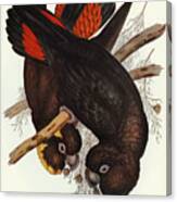 Glossy Black Cockatoo Canvas Print