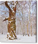 Gnarled Oak Tree In Fresh Snow, Sherwood Forest, Nottingham, England Canvas Print